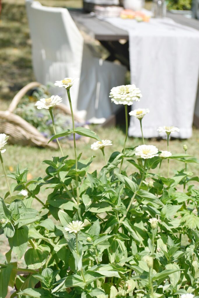 summer garden flowers