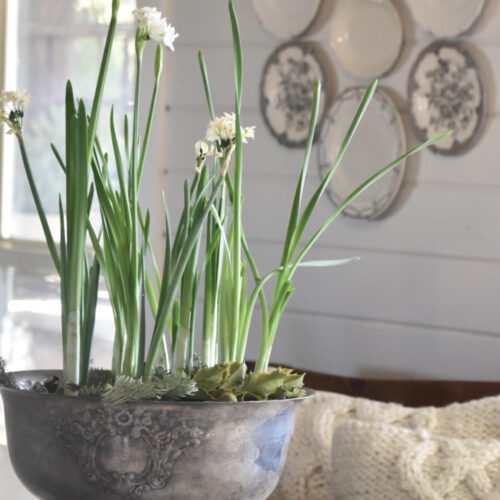 How to plant christmas paperwhites
